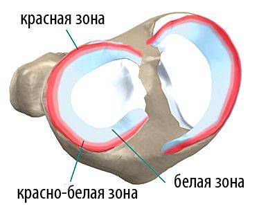 красная и белая зоны менисков