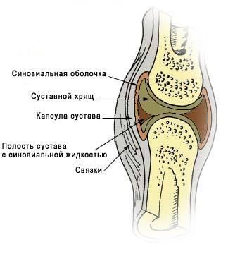 Illu_synovial_joint