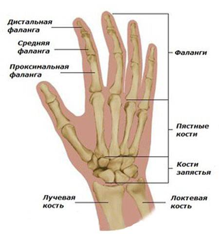 строение кисти