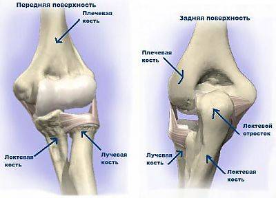строение локтевого сустава