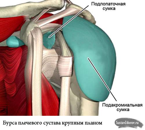 бурса плечевого сустава