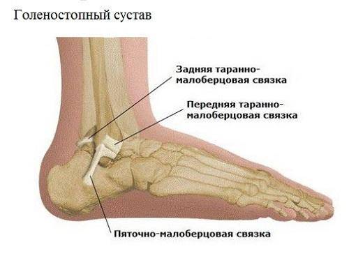 Строение сустава