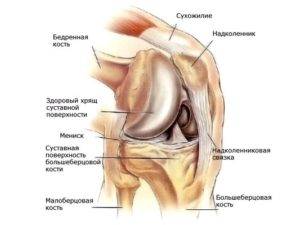 Рисунок показывает строение коленного сустава Строение коленного сустава