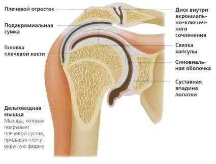Анатомия плечевого сустава Анатомия плечевого сустава