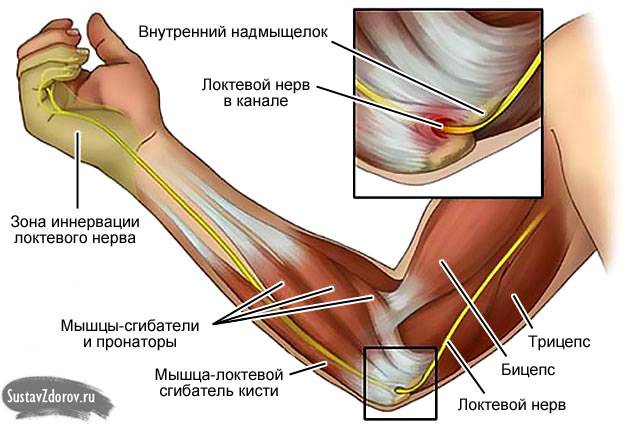 строение локтя