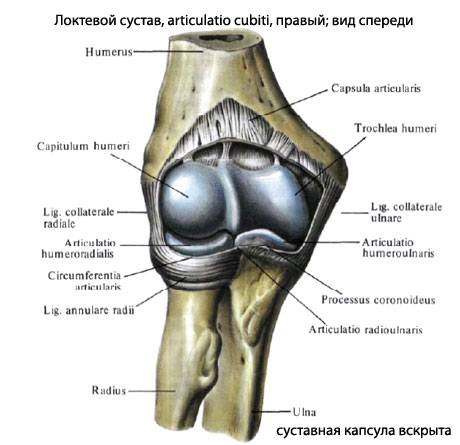 Анатомия локтя