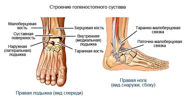 Строение голеностопа Строение голеностопного сустава