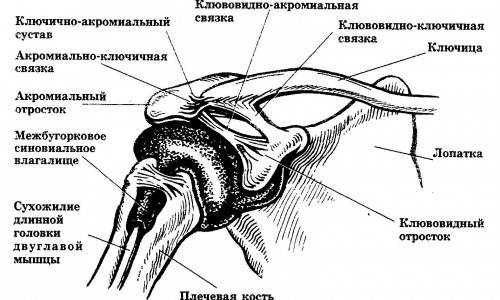 Строение ключицы Строение ключицы