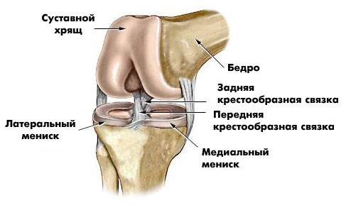 Как устроен мениск коленного сустава