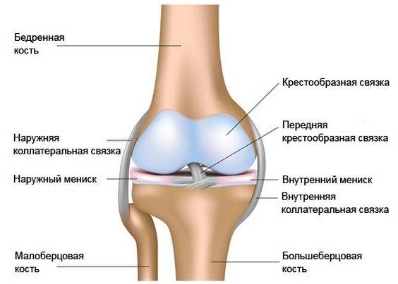 Строение коленного сустава
