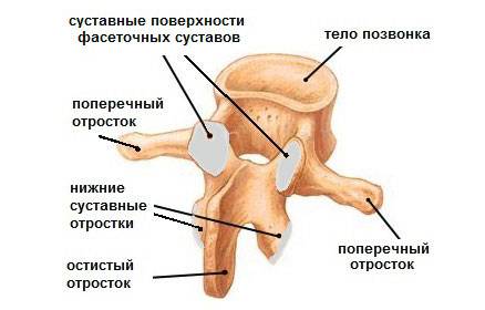 Межпозвонковые соединения