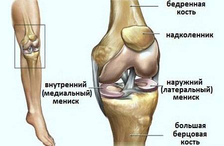 Строение коленных суставов