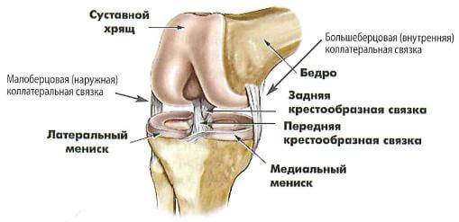 строение коленного сустава