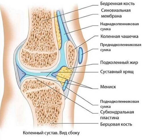Анатомия коленного сустава: синовиальная оболочка синовиальная оболочка коленного сустава