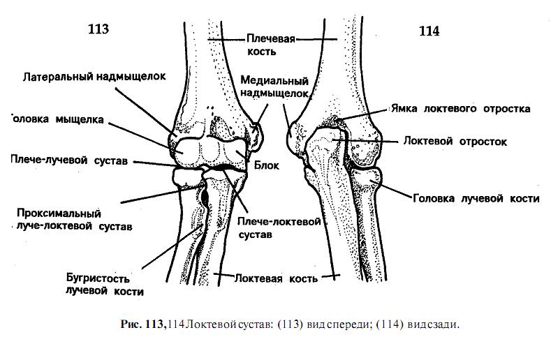 Локтевой сустав