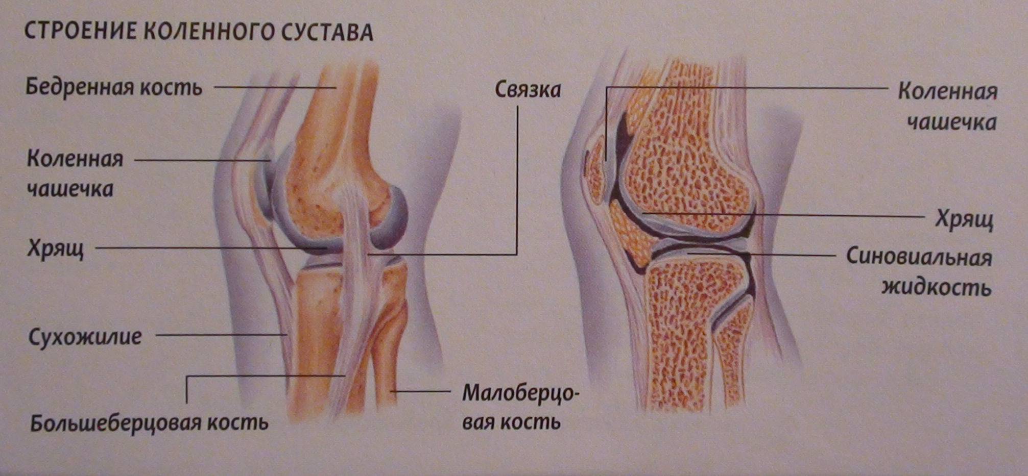 Анатомия колена Анатомия коленного сустава