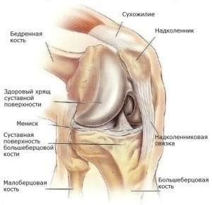 Анатомия коленного сустава