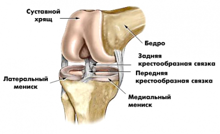 Строение коленного сустава Строение коленного сустава