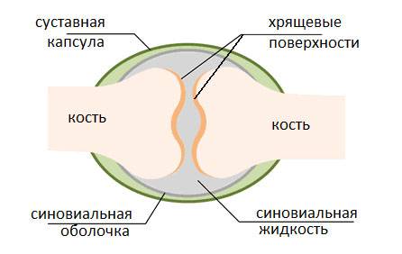 Строение сустава