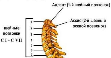 Строение позвонков шейного отдела с1-с7 Строение позвонков шейного отдела с1-с7