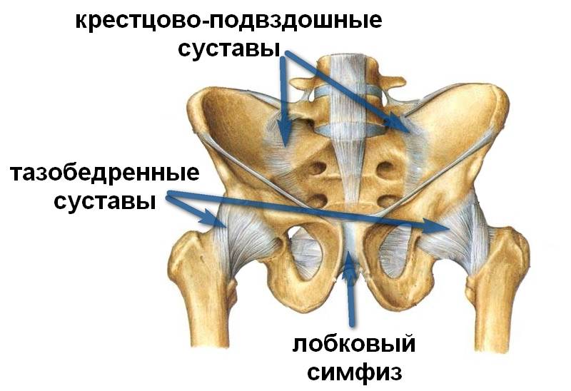тазобедренный сустав