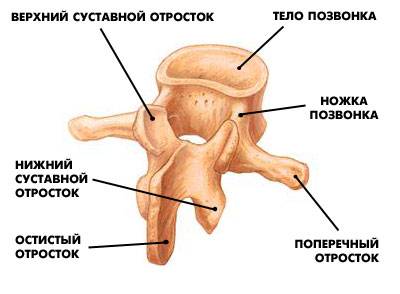 спондилоартроз