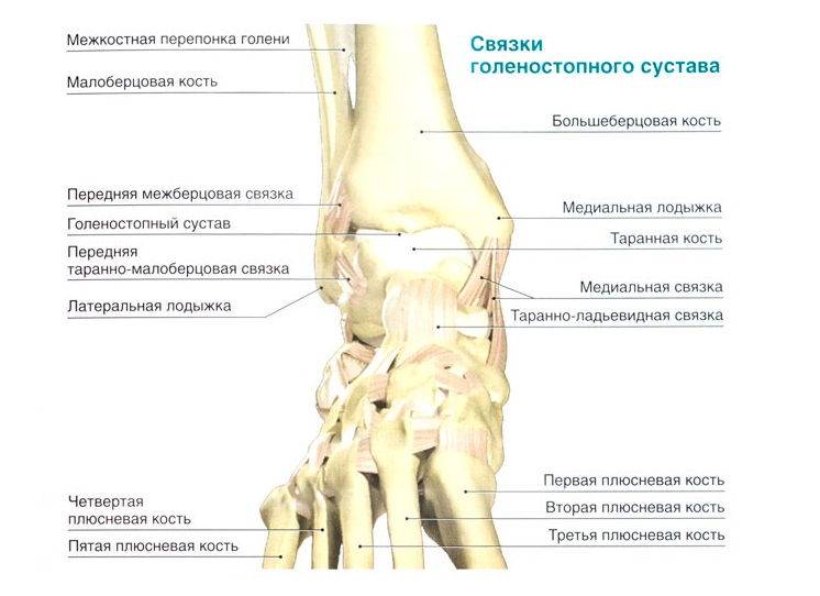Анатомия связок Связки голеностопа