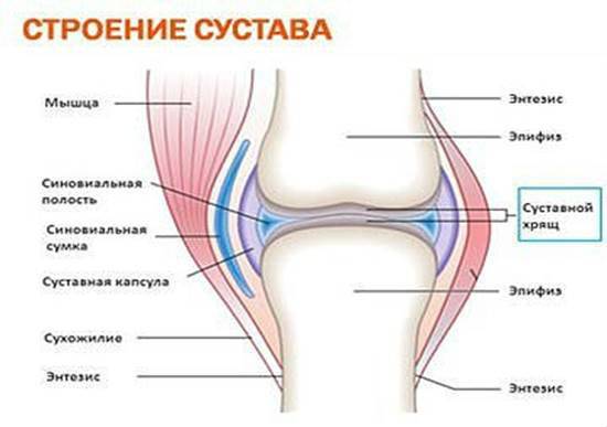 Строение сустава