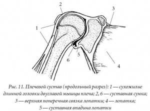 Строение сустава