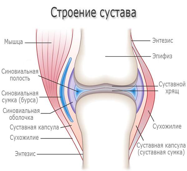 Строение сустава