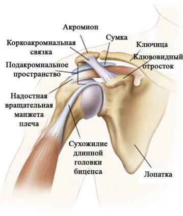 плечо