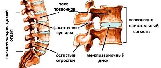 Фасеточные суставы