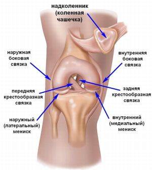 Связки колена