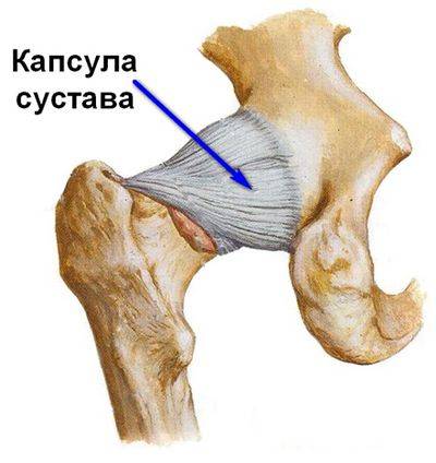 Как выглядит капсула сустава