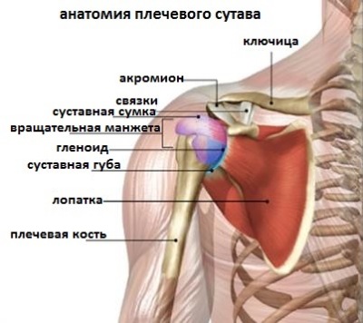 Строение плечевого сустава