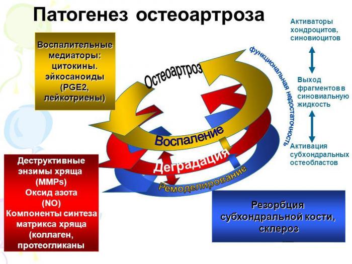 Патогенез остеоартроза